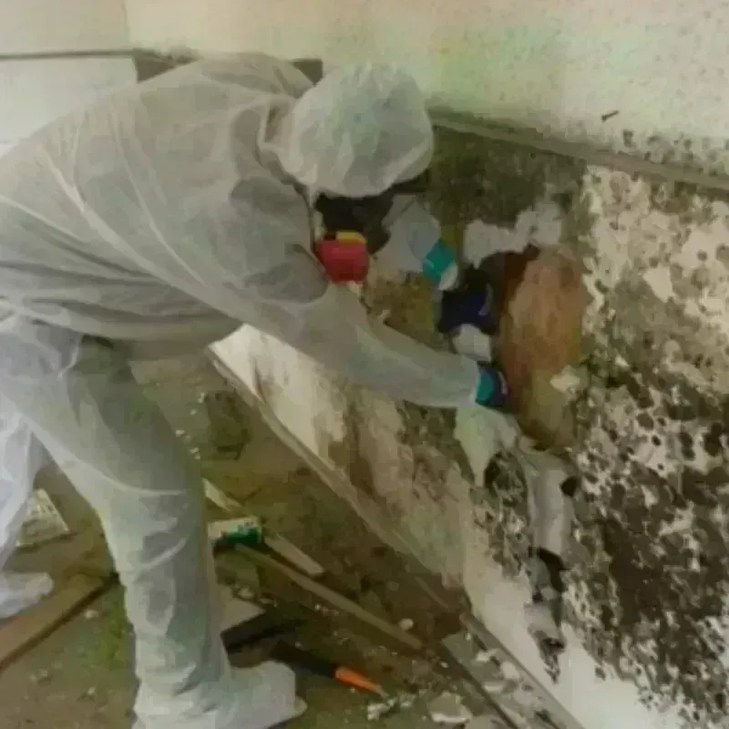 Mold Remediation and Removal in Nellysford, VA